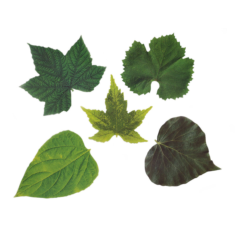 French Cheese Leaves - Spring (Pack of 20)